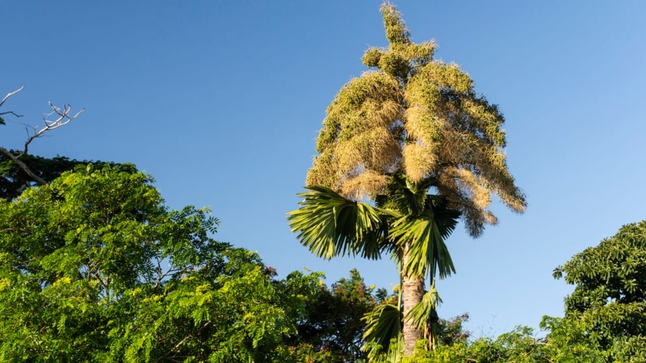 9 Plants That Wait a Lifetime to Bloom Once – And It's Usually Spectacular 5 9 Plants That Wait a Lifetime to Bloom Once – And It's Usually Spectacular - Talipot Palm dp412901704