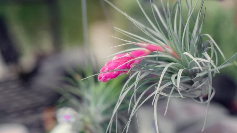 11 Unique Houseplants That are Surprisingly Beautiful 9 11 Unique Houseplants That are Surprisingly Beautiful - Tillandsia hanging air plant ss1812854746