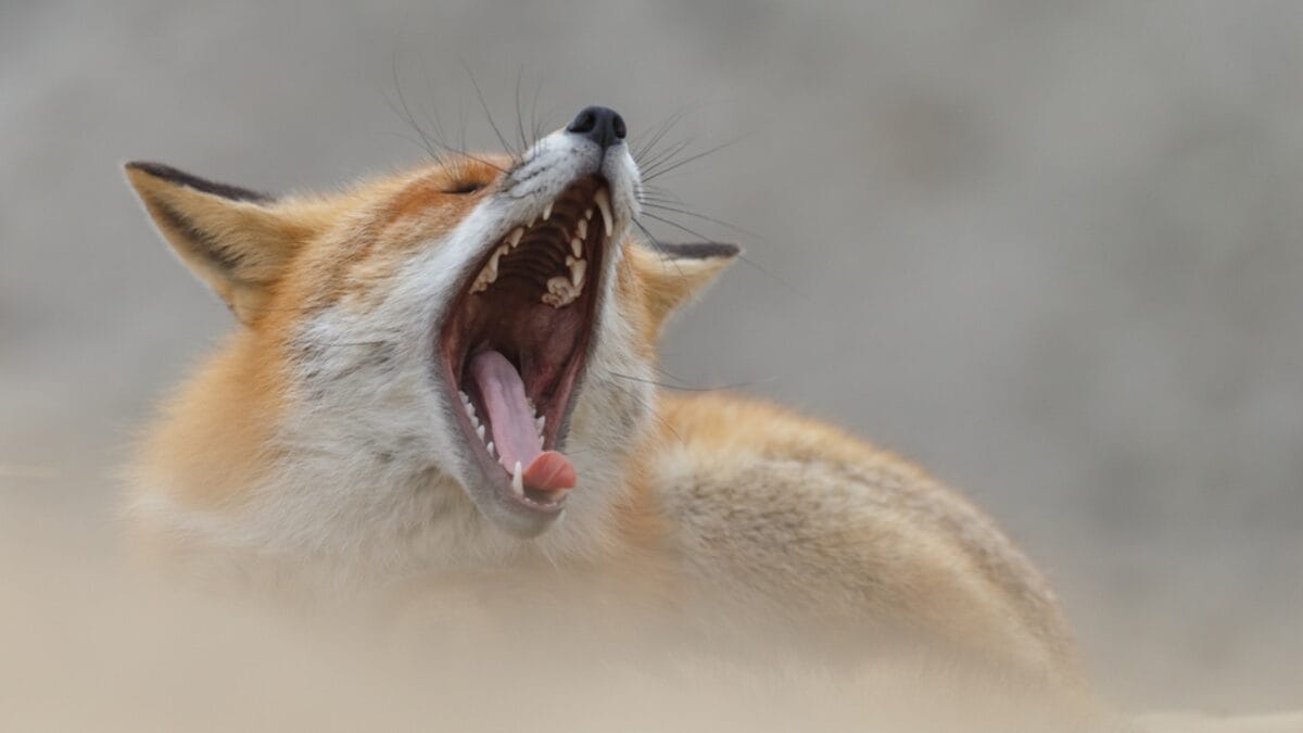 15 Facts About Red Foxes: Nature's Survivors 8 15 Facts About Red Foxes: Nature's Survivors - Unique Vocalizations dp343107262