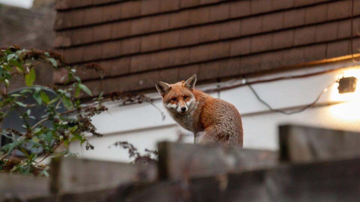 15 Facts About Red Foxes: Nature's Survivors 10 15 Facts About Red Foxes: Nature's Survivors - Urban Survivors dp440595696
