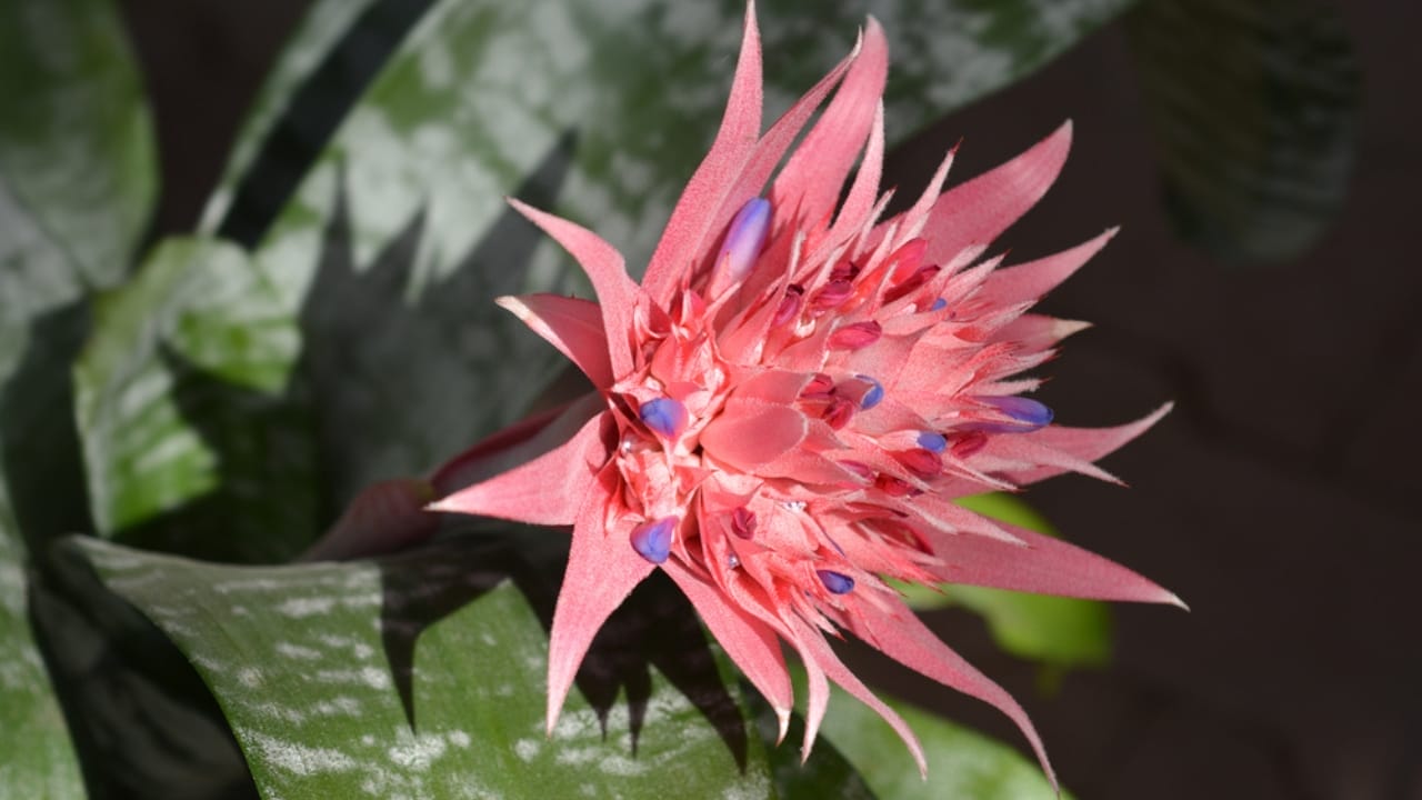 9 Plants That Wait a Lifetime to Bloom Once – And It's Usually Spectacular 10 9 Plants That Wait a Lifetime to Bloom Once – And It's Usually Spectacular - Urn Plant dp531933024