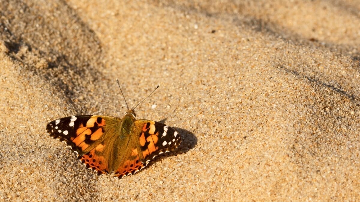 Butterflies Achieve Record-Breaking 2,600-Mile Flight Over the Atlantic 2 Butterflies Achieve Record-Breaking 2,600-Mile Flight Over the Atlantic - Vanessa cardui butterfly dp126649742