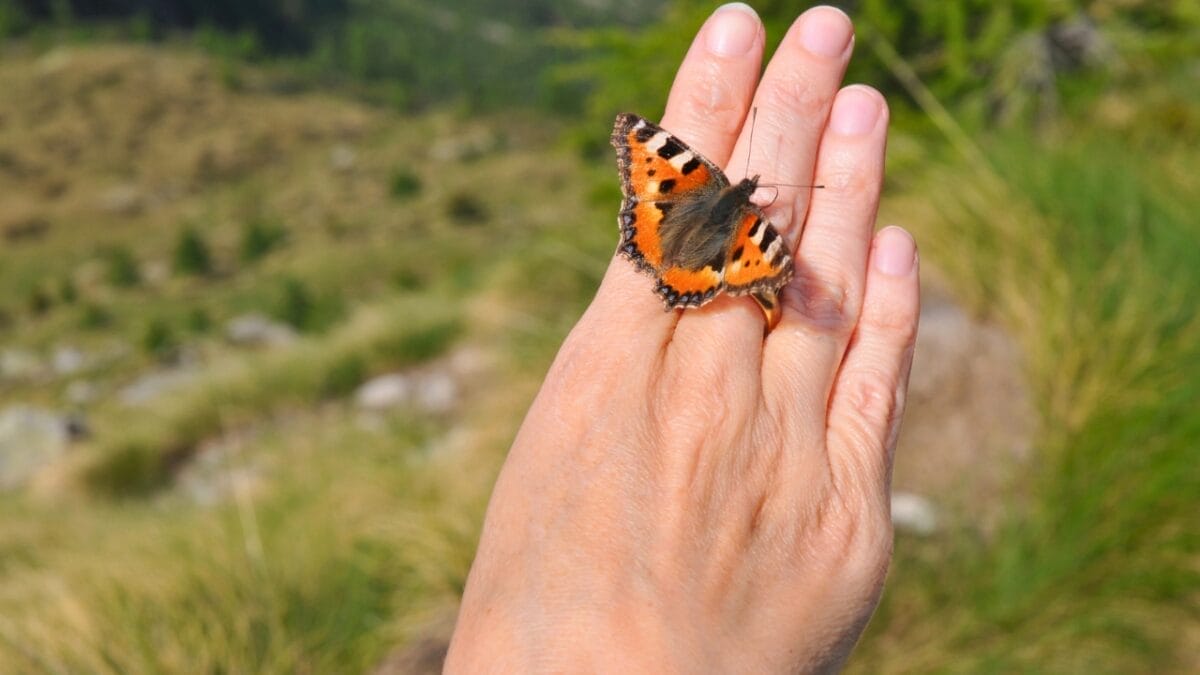 Butterflies Achieve Record-Breaking 2,600-Mile Flight Over the Atlantic 3 Butterflies Achieve Record-Breaking 2,600-Mile Flight Over the Atlantic - Vanessa cardui butterfly dp2441379