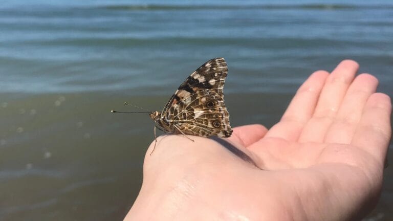 Butterflies Achieve Record-Breaking 2,600-Mile Flight Over the Atlantic 6 Butterflies Achieve Record-Breaking 2,600-Mile Flight Over the Atlantic - Vanessa cardui butterfly ss1420270736