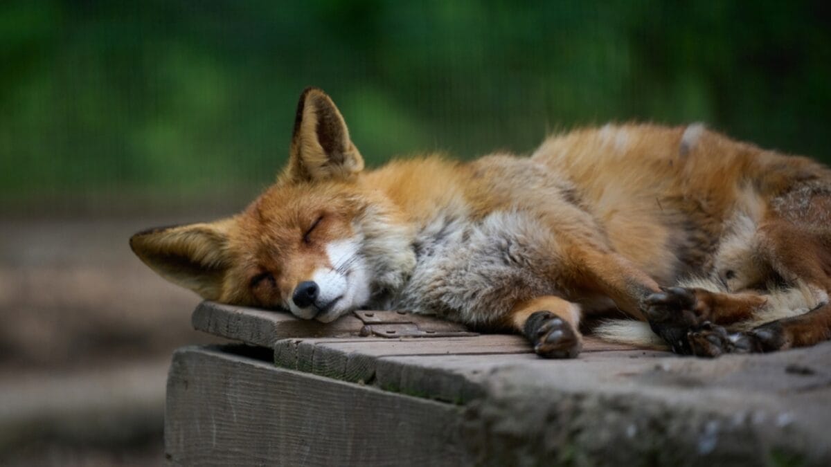 15 Facts About Red Foxes: Nature's Survivors 13 15 Facts About Red Foxes: Nature's Survivors - Varied Sleeping Habits ss2302209339