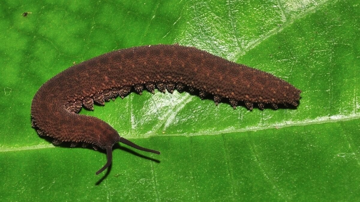 Still Alive: 18 Species That Have Outlasted Mass Extinctions 14 Still Alive: 18 Species That Have Outlasted Mass Extinctions - Velvet Worms ss2368220431