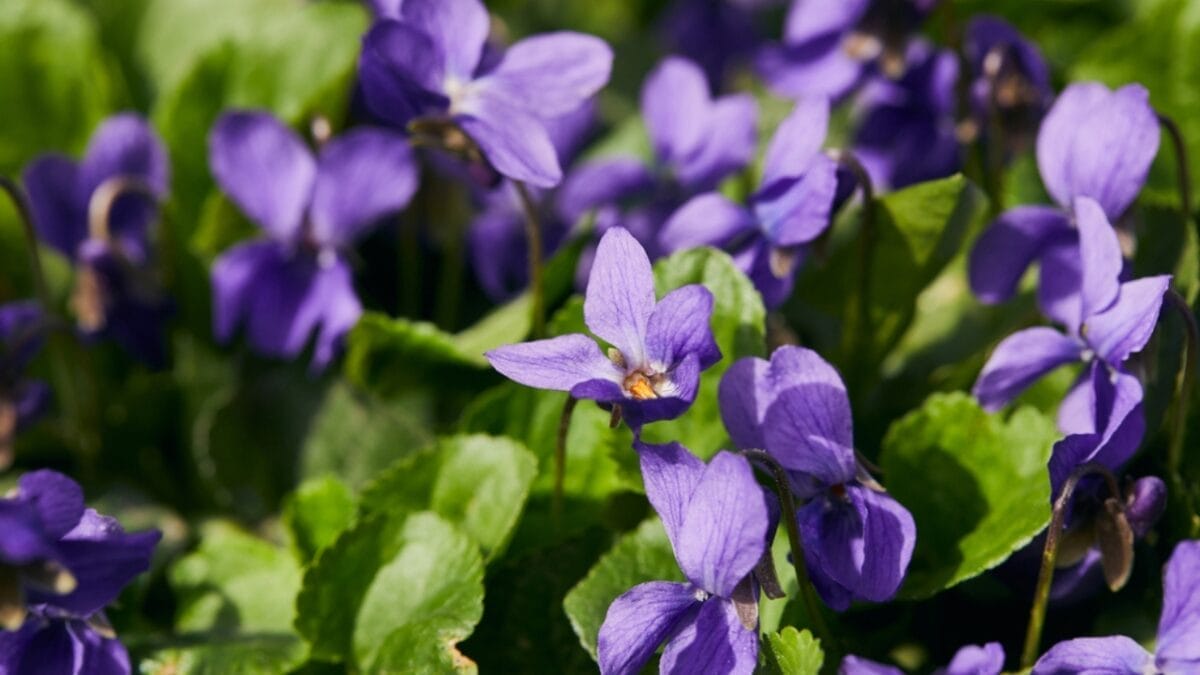 What Your Birth Flower Says About You: 12 Blooms & Traits 3 What Your Birth Flower Says About You: 12 Blooms & Traits - Violets dp259013096