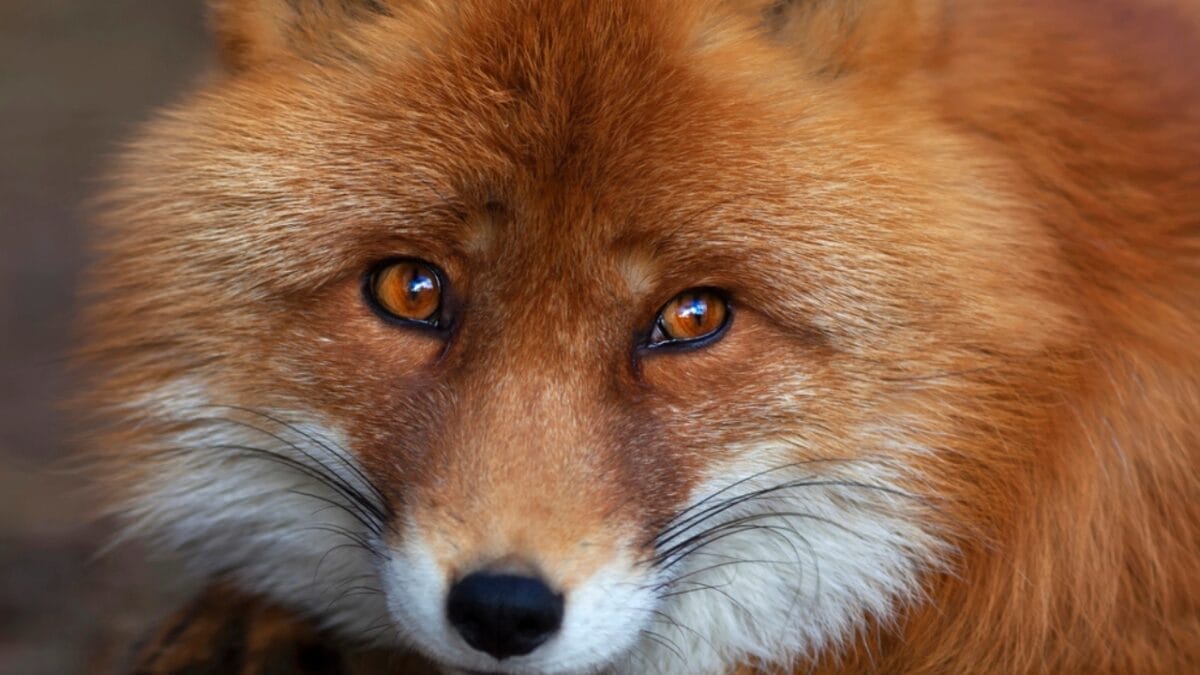 15 Facts About Red Foxes: Nature's Survivors 11 15 Facts About Red Foxes: Nature's Survivors - Whiskers Everywhere dp37537917
