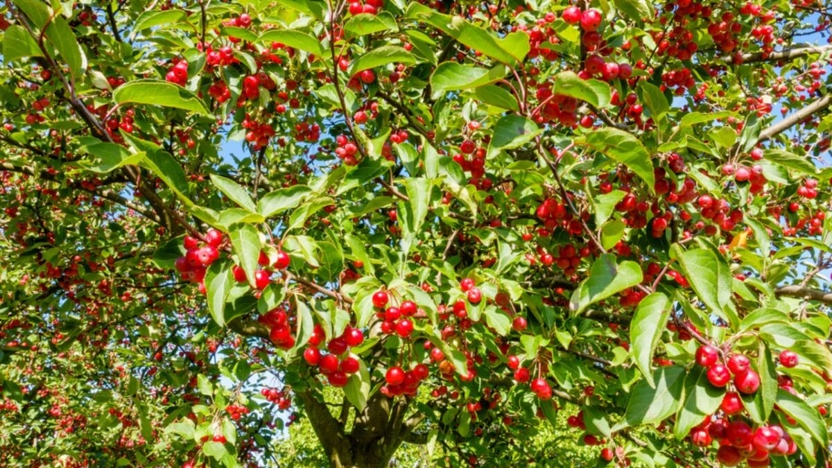 23 Flowering Plants & Herbs That Offer Food for Birds 9 23 Flowering Plants & Herbs That Offer Food for Birds - Wild crabapple dp185146264