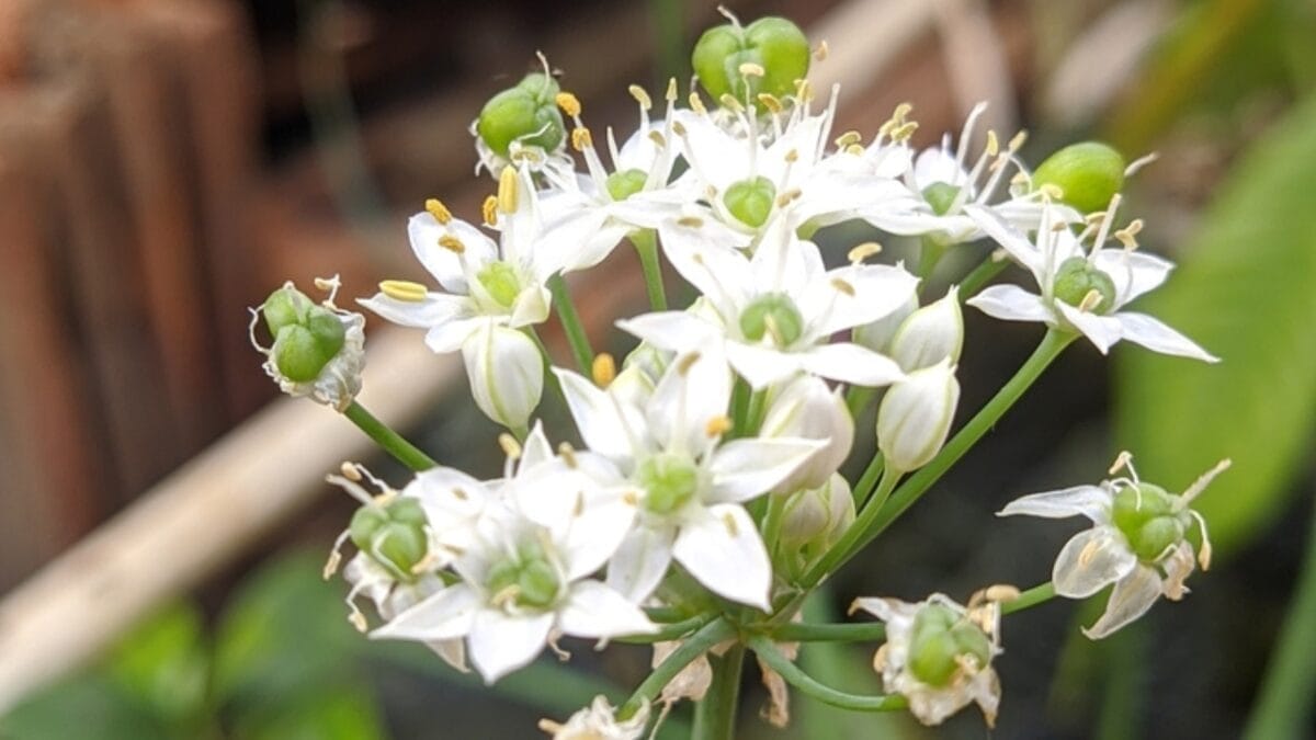 15 Wild Plants Civil War Soldiers Foraged to Survive 8 15 Wild Plants Civil War Soldiers Foraged to Survive - Wild onion ss2352795241