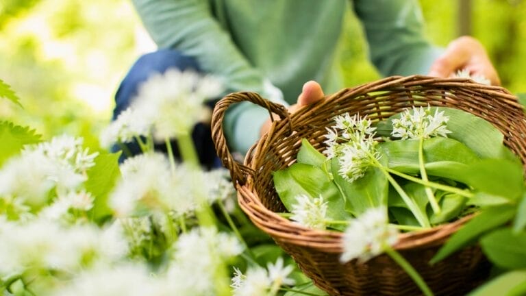 25 Edible Wild Greens to Forage for Your Next Meal 4 25 Edible Wild Greens to Forage for Your Next Meal - Woman picking wild garlic dp383432526