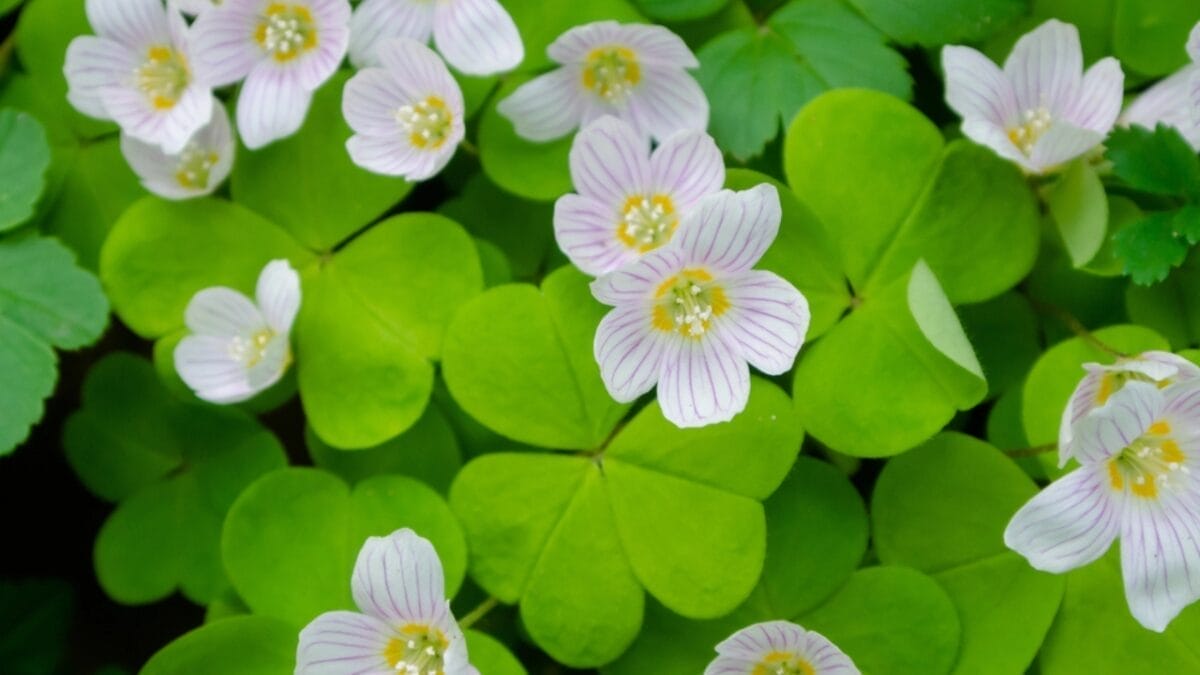 25 Edible Wild Greens to Forage for Your Next Meal 27 25 Edible Wild Greens to Forage for Your Next Meal - Wood Sorrel dp267991252