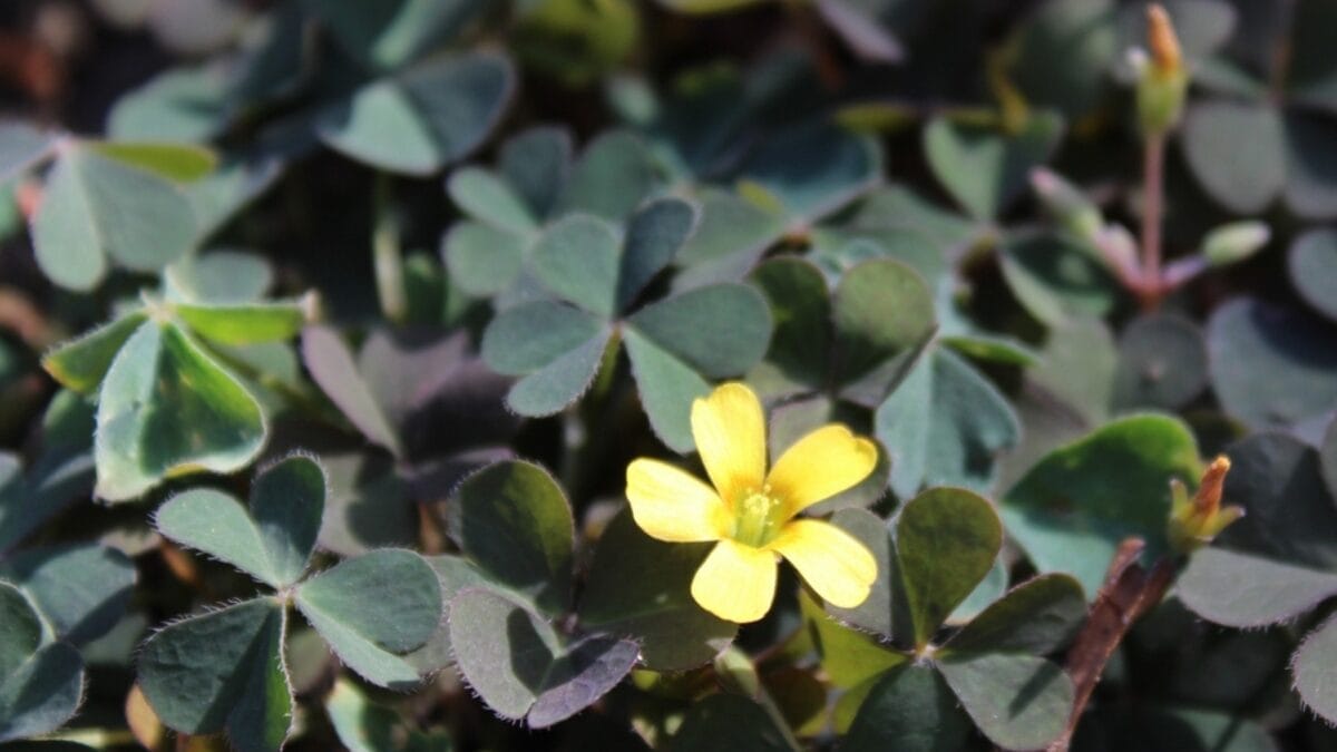 25 Edible Wild Greens to Forage for Your Next Meal 24 25 Edible Wild Greens to Forage for Your Next Meal - Yellow Wood Sorrel dp270374646