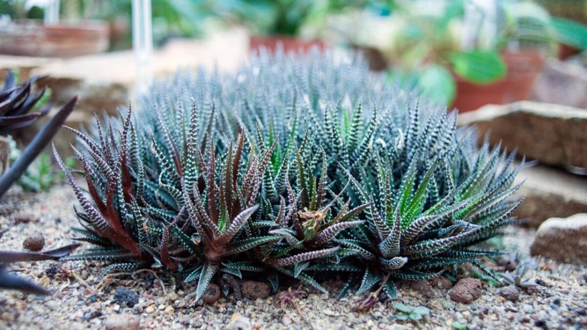 11 Succulents That are a Breeze for Beginners to Grow 3 11 Succulents That are a Breeze for Beginners to Grow - Zebra Plant dp303191570