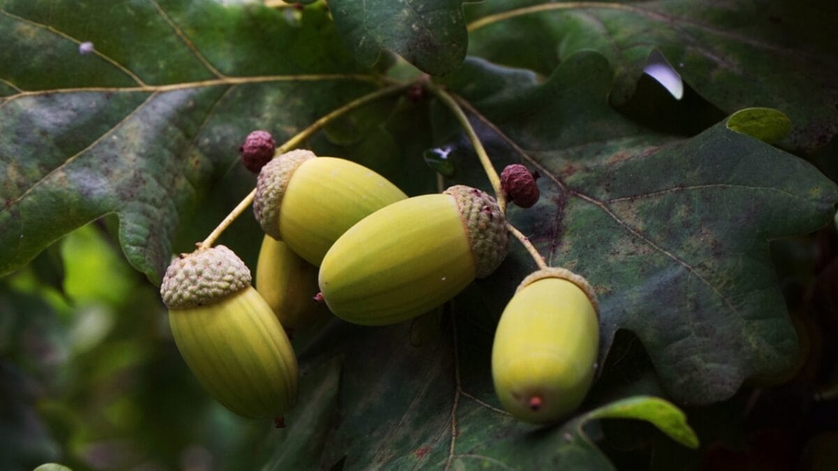 15 Plants Our Grandparents Ate to Survive the Great Depression - acorn dp673375934