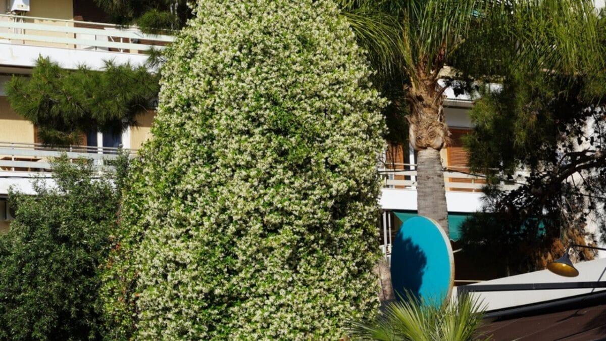 8 Reasons Why Gardeners are Obsessed with Star Jasmine & You Will Be Too 10 8 Reasons Why Gardeners are Obsessed with Star Jasmine & You Will Be Too - adds value ss2453053931