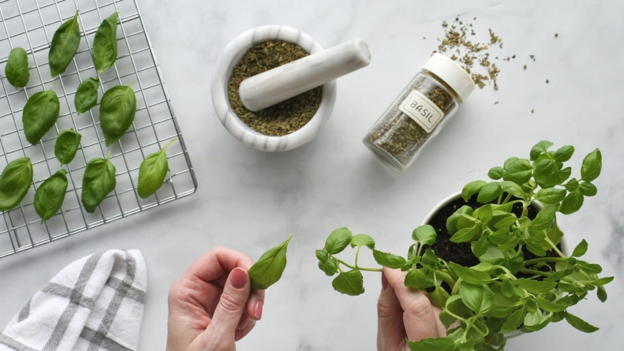 6 Effortless Ways to Dry Basil from Your Garden 6 6 Effortless Ways to Dry Basil from Your Garden - air drying basil ss2432335955