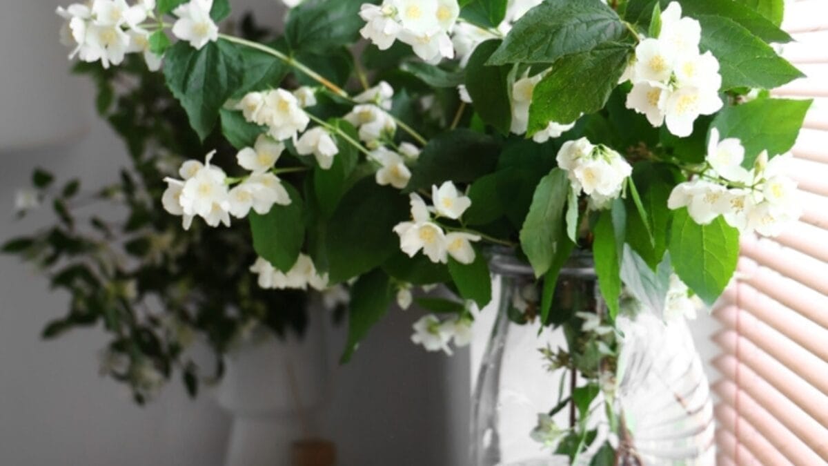 8 Reasons Why Gardeners are Obsessed with Star Jasmine & You Will Be Too 9 8 Reasons Why Gardeners are Obsessed with Star Jasmine & You Will Be Too - air purifier ss2318201535