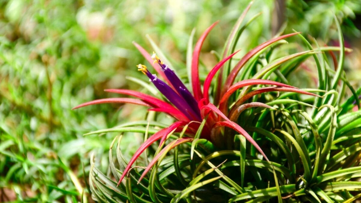 11 Unique Houseplants That are Surprisingly Beautiful 11 11 Unique Houseplants That are Surprisingly Beautiful - airplant dp250601550