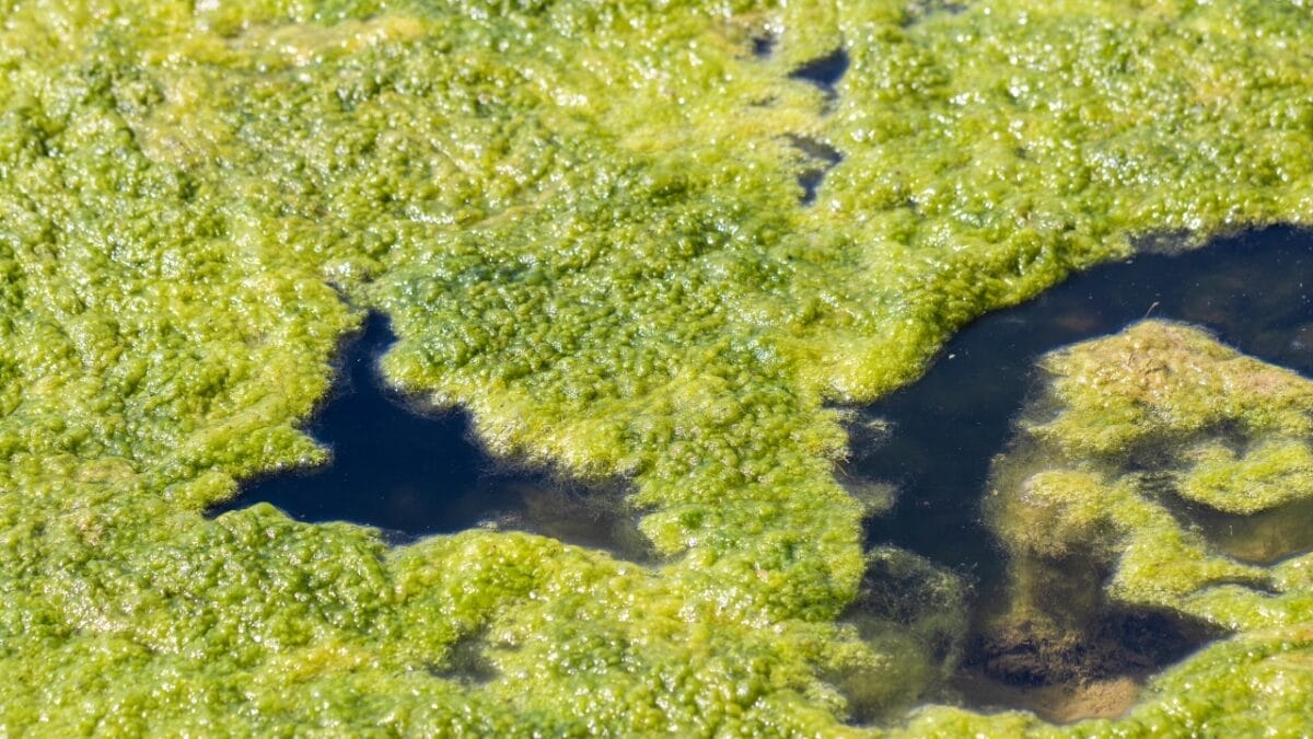 Eat Your Way to Optimal Health with These 17 Superfoods 19 Eat Your Way to Optimal Health with These 17 Superfoods - algae dp397149810