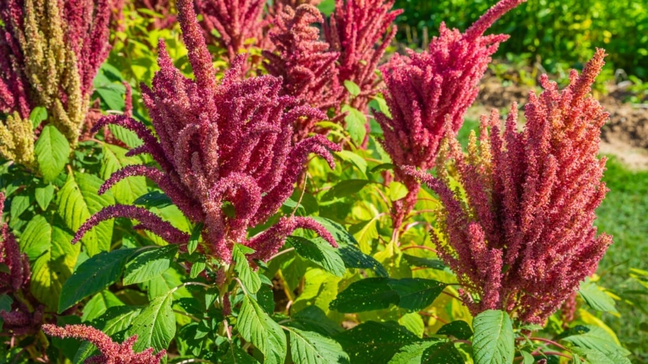 12 Companion Plants to Intercrop with Tomatoes for Superior Harvests 11 12 Companion Plants to Intercrop with Tomatoes for Superior Harvests - amaranth plant ss2360966525