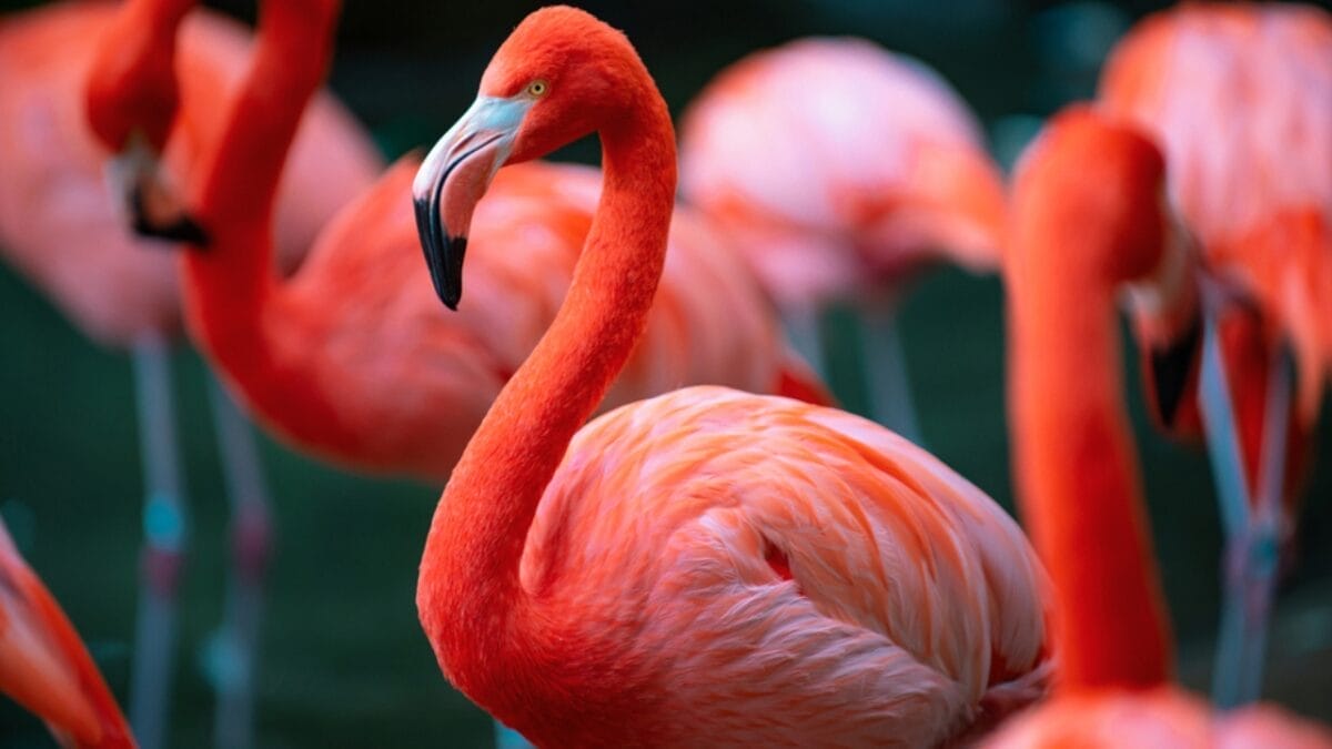 8 Birds We Used to Eat, But are Now Protected 3 8 Birds We Used to Eat, But are Now Protected - american flamingo dp659025920