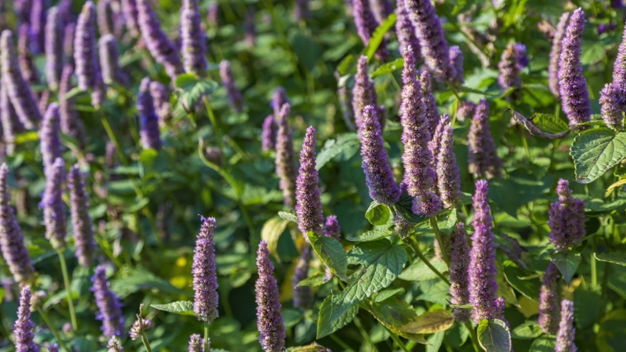 15 Plants Perfect for Starting Your Homegrown Tea Garden - anise hyssop dp511480172