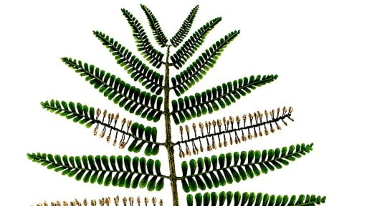 The World's Oldest Forest is Just a Stone's Throw from NYC 3 The World's Oldest Forest is Just a Stone's Throw from NYC - archaeopteris tree wc