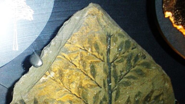 The World's Oldest Forest is Just a Stone's Throw from NYC 9 The World's Oldest Forest is Just a Stone's Throw from NYC - archaeopteris wc