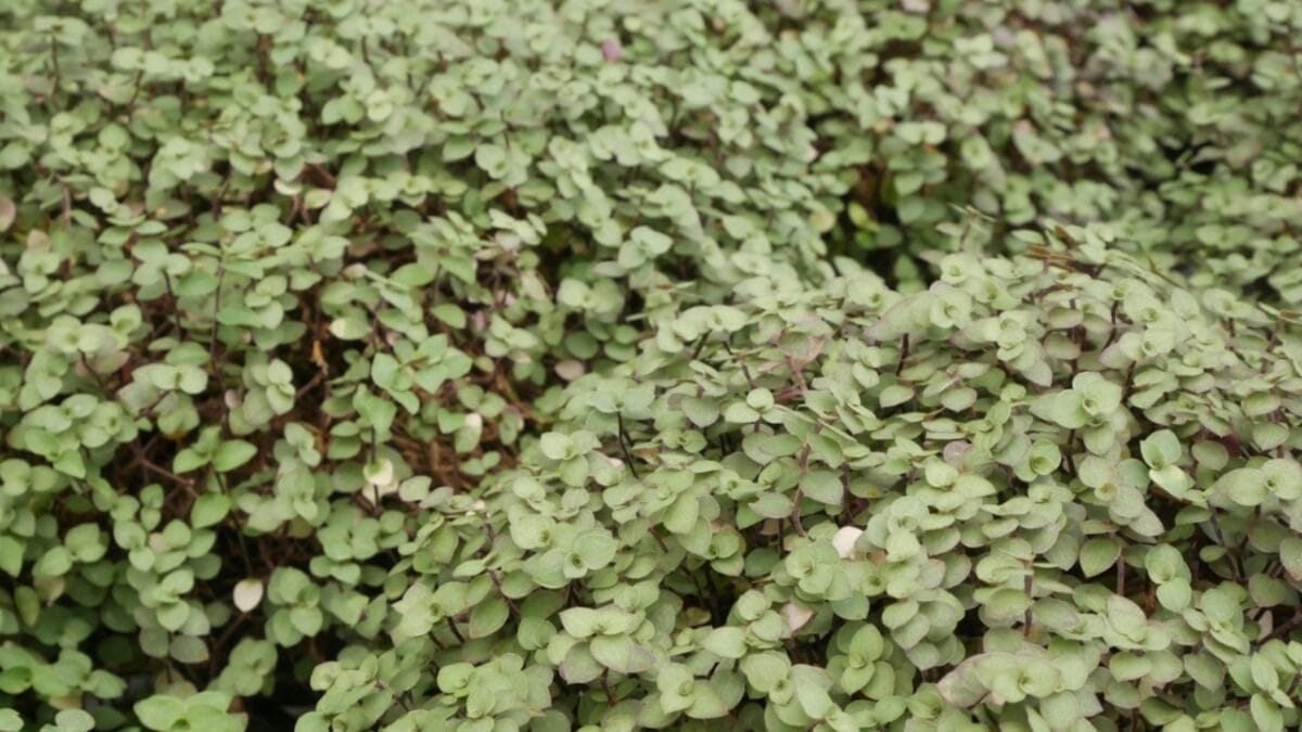 7-Simple Steps to Cultivating a Corsican Mint Lawn - aromatic lawn ss2253543577