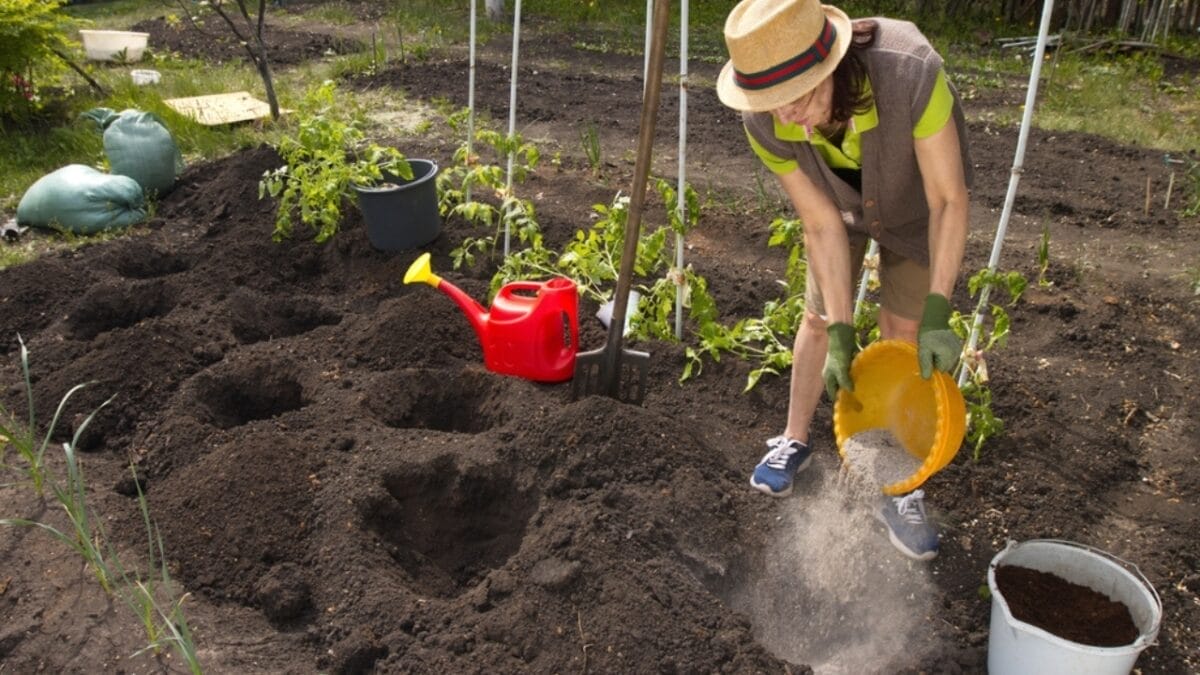 25 Useful Ways to Put Wood Ash to Work 4 25 Useful Ways to Put Wood Ash to Work - ash wood in plants ss2320771717