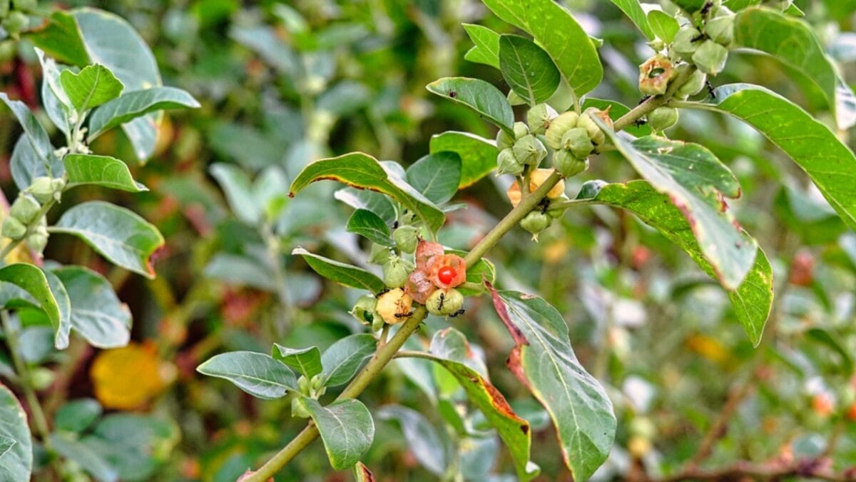 Say Goodbye to Brain Fog with These 13 Herbs 5 Say Goodbye to Brain Fog with These 13 Herbs - ashwagandha dp517287150