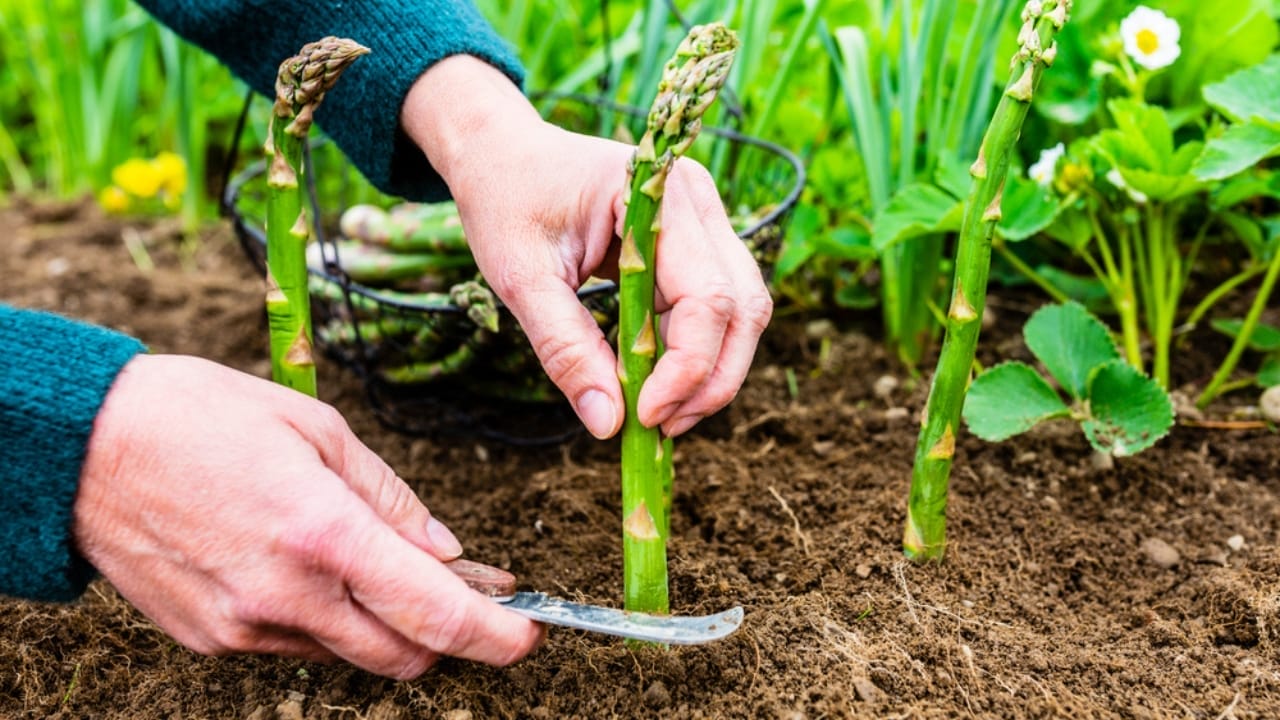 12 Companion Plants to Intercrop with Tomatoes for Superior Harvests 13 12 Companion Plants to Intercrop with Tomatoes for Superior Harvests - asparagus plant ss1981322939