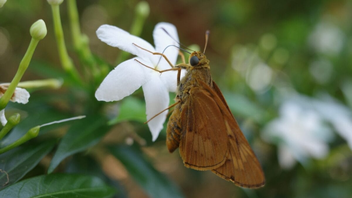 8 Reasons Why Gardeners are Obsessed with Star Jasmine & You Will Be Too 6 8 Reasons Why Gardeners are Obsessed with Star Jasmine & You Will Be Too - attracts pollinators ss1943567890