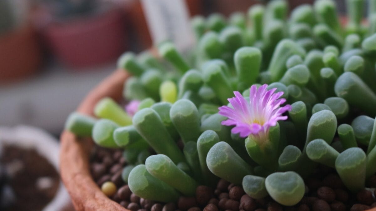 10 Cat-Safe Succulents That Bring the Beauty of Nature Indoors Without Worry 8 10 Cat-Safe Succulents That Bring the Beauty of Nature Indoors Without Worry - baby toes ss1287163897