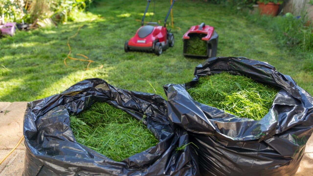 10 Lawn Mowing Mistakes to Avoid to Prevent Weed Invasion 10 10 Lawn Mowing Mistakes to Avoid to Prevent Weed Invasion - bagging grass clippings ss1129173176