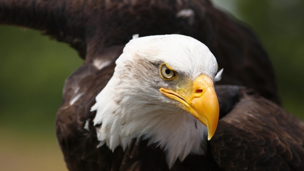 Soaring to New Heights: 15 Fun Facts About Bald Eagles - bald eagle dp12016137