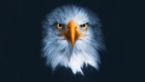 The Bald Eagle Could Soon Officially Represent America 1 The Bald Eagle Could Soon Officially Represent America - bald eagle s2111353634