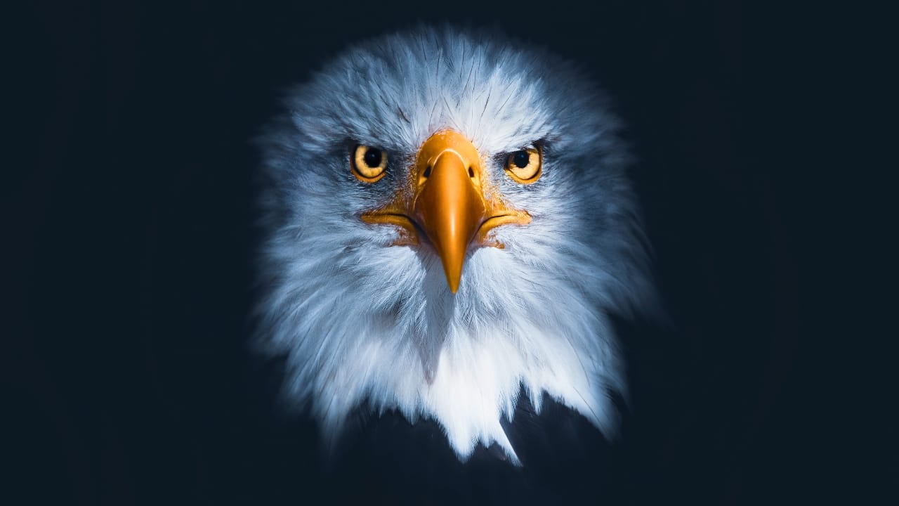 Soaring to New Heights: 15 Fun Facts About Bald Eagles - bald eagle s2111353634