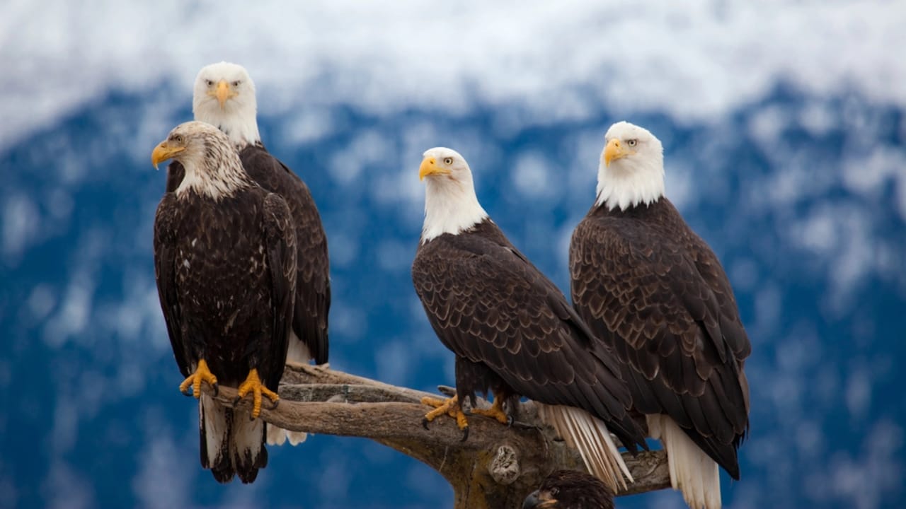 Soaring to New Heights: 15 Fun Facts About Bald Eagles - bald eagle dp8259826