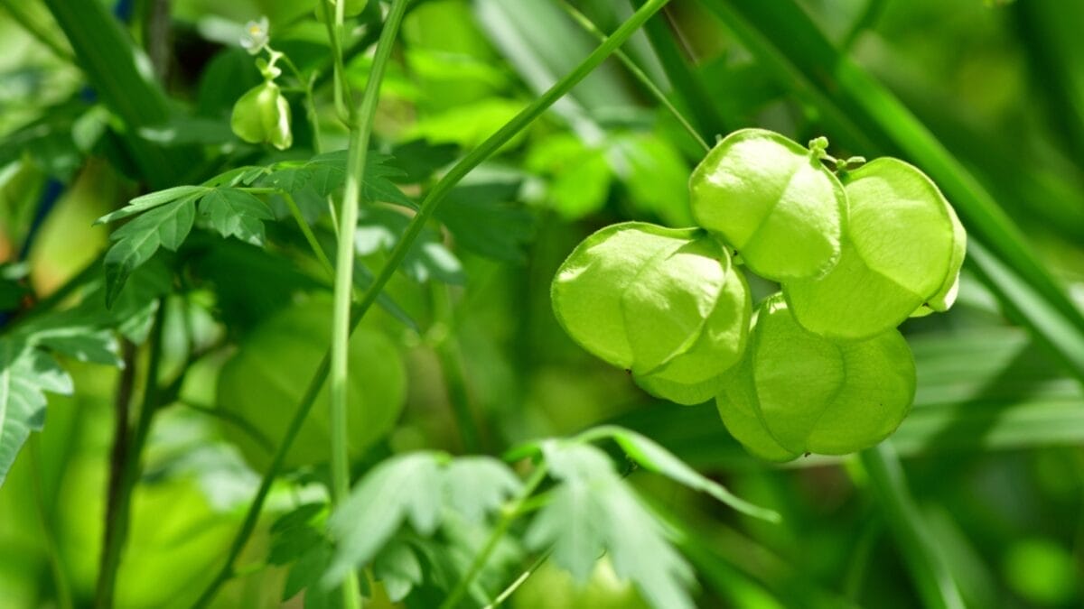 Say Goodbye to Dull Gardens: 22 Perennials That Bloom All Season Long 19 Say Goodbye to Dull Gardens: 22 Perennials That Bloom All Season Long - balloon vine ss730801885