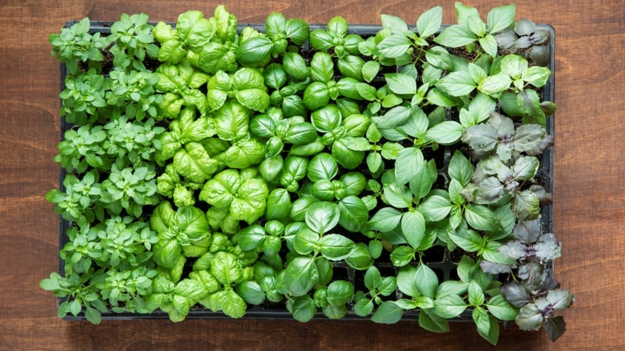 15 Gorgeous Poolside Plants That Repel Wasps and Bees - basil in row ss2159768735