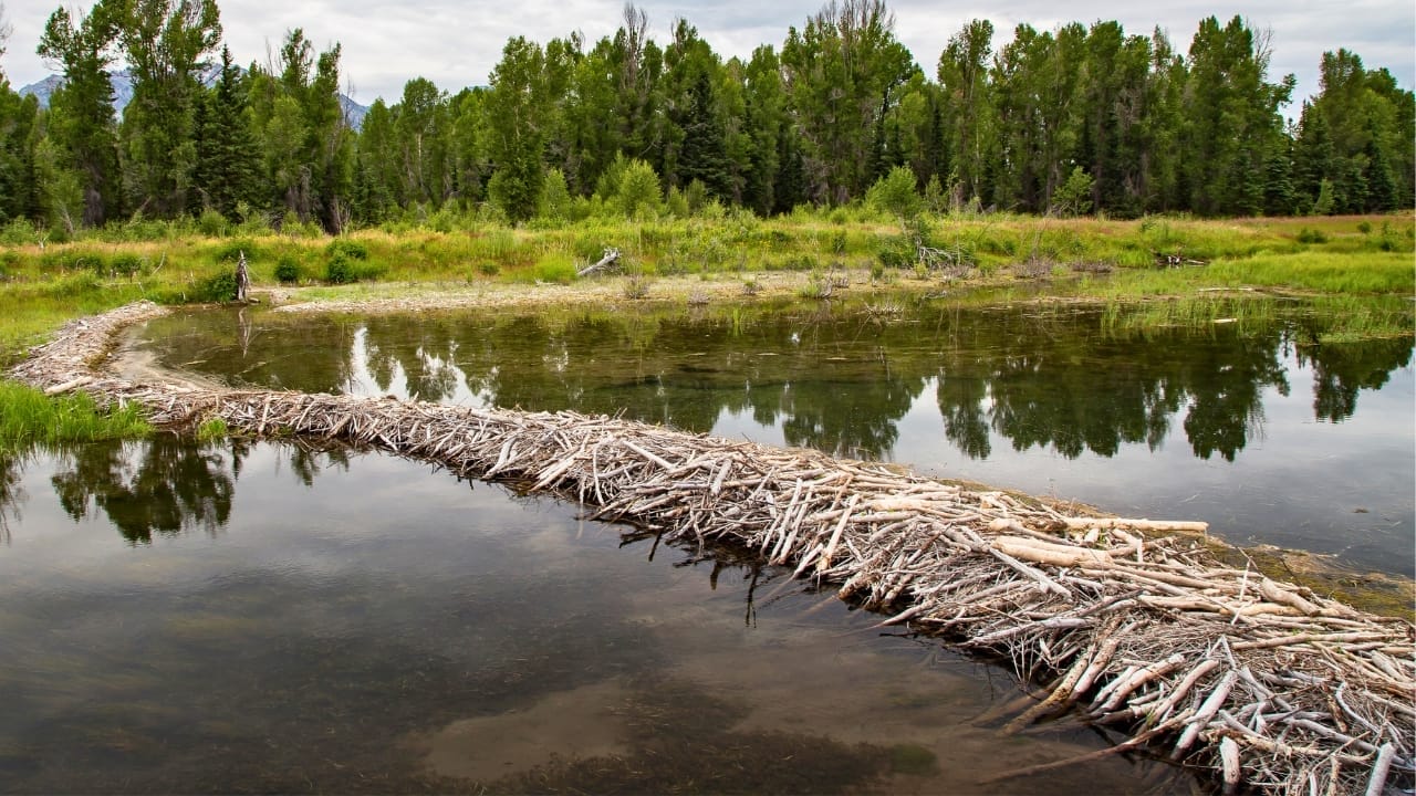 Experts Impressed by Wetlands Discovery 10 Years After Beaver Reintroduction 3 Experts Impressed by Wetlands Discovery 10 Years After Beaver Reintroduction - beaver dam dp94890008