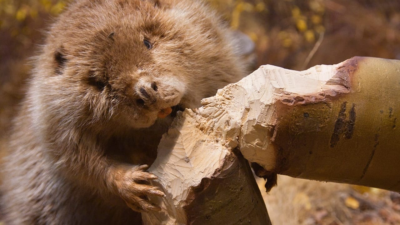 14 Signs in Nature That Predict a Harsh Winter Ahead 5 14 Signs in Nature That Predict a Harsh Winter Ahead - beaver dp171643984