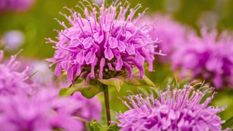 10 Reasons Why Every Garden Needs Bee Balm 7 10 Reasons Why Every Garden Needs Bee Balm - bee balm s1923936608