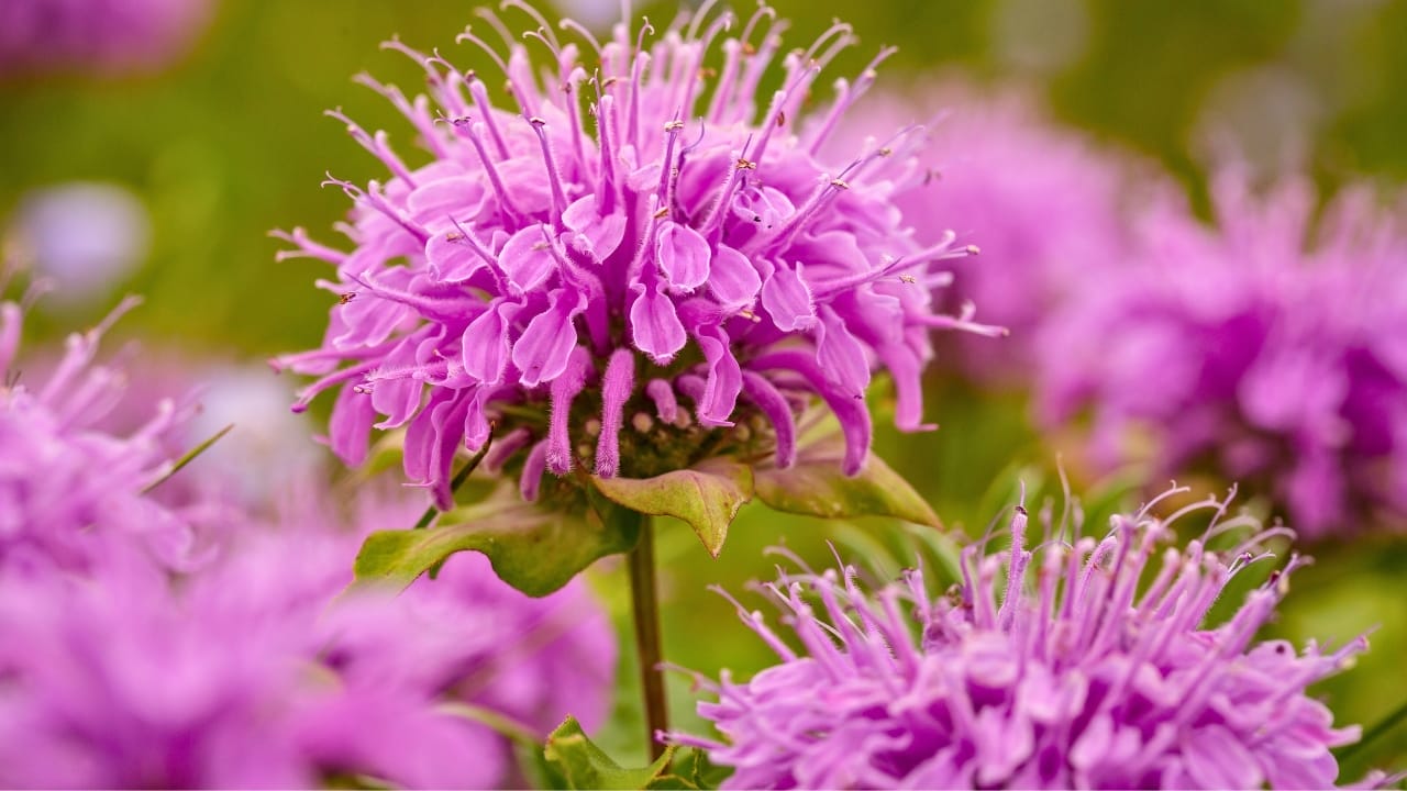 Turn Your Yard Into a Fragrant Paradise With These 15 Plants 15 Turn Your Yard Into a Fragrant Paradise With These 15 Plants - bee balm s1923936608