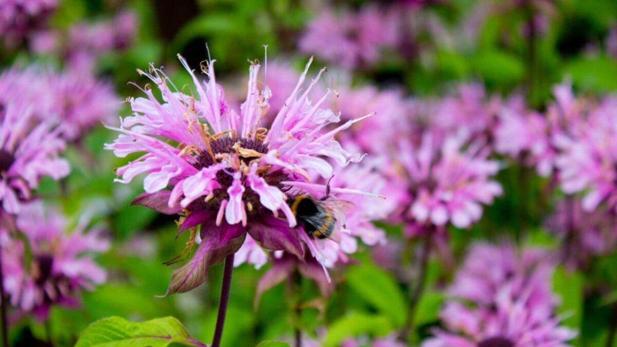 20 Perennial Flowers that Keep Your Garden Alive from Spring to Fall - bee balm flowers dp336281660