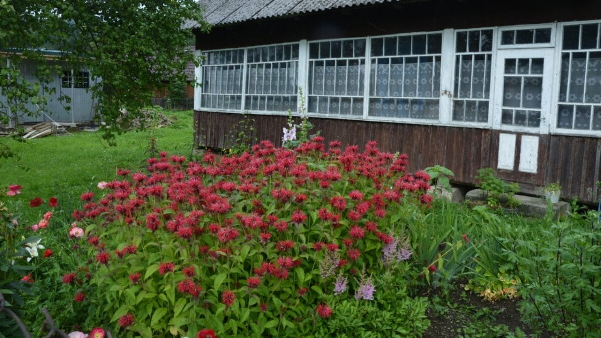 10 Reasons Why Every Garden Needs Bee Balm 8 10 Reasons Why Every Garden Needs Bee Balm - bee balm house dp351965984