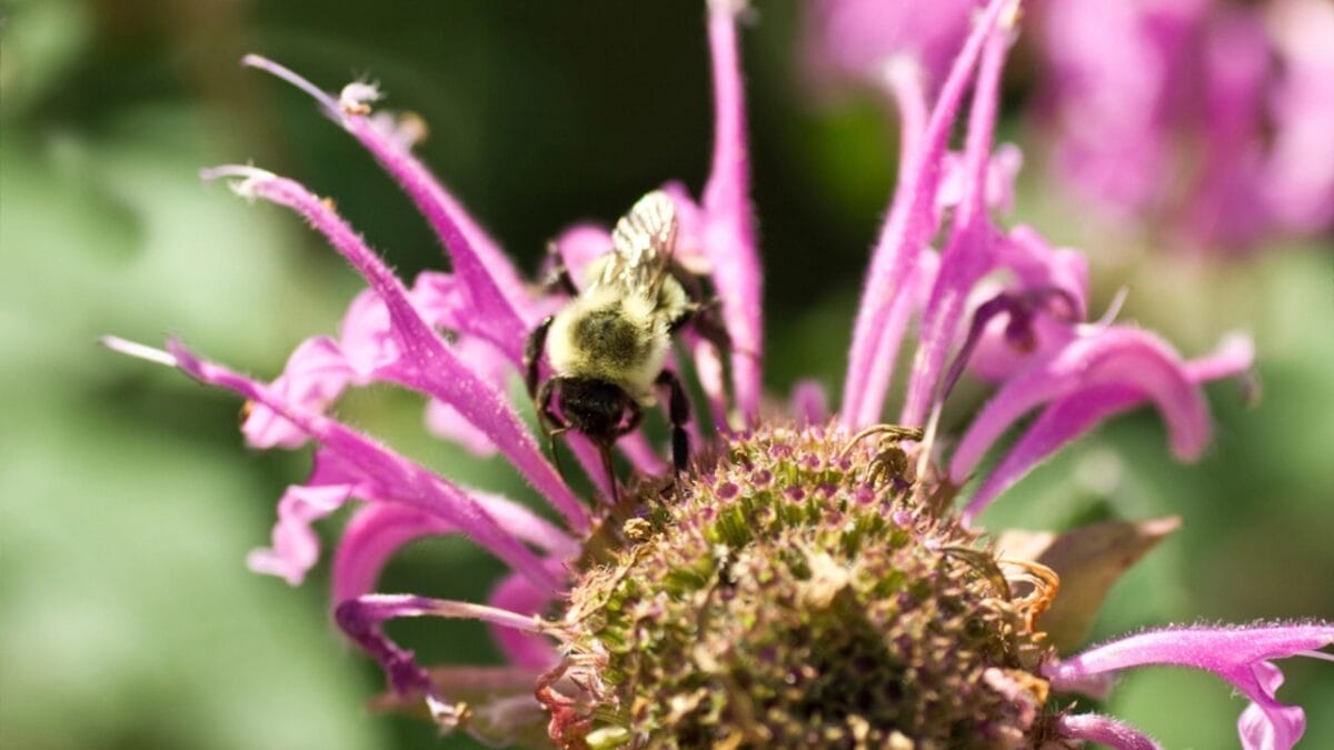 12 Creative Uses for Bee Balm 14 12 Creative Uses for Bee Balm - bee balm insect dp7896339