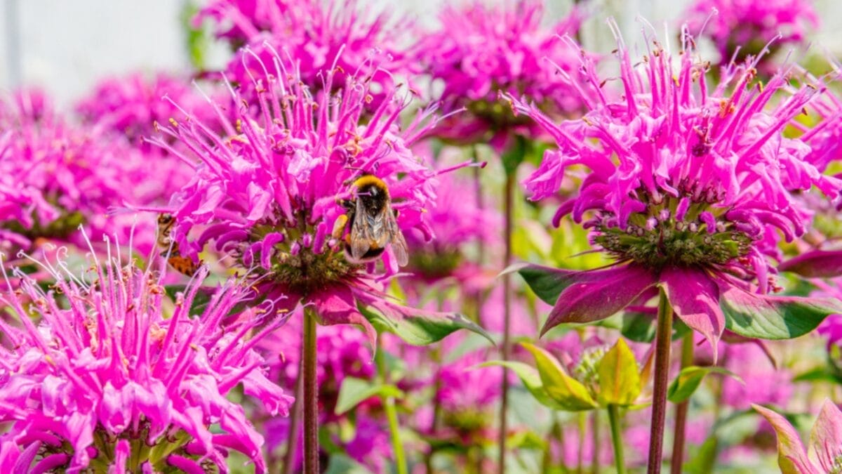10 Reasons Why Every Garden Needs Bee Balm 11 10 Reasons Why Every Garden Needs Bee Balm - bee balm mosquito ss1435634960